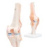 Knee Joint Anatomical Model