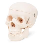 Human Skull Model