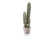 Cactus in Cement Pot 57cm image