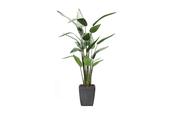 Heliconia Plant 125cm image