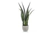 Sansevieria Plant 65cm image