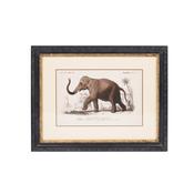 Elephant Print