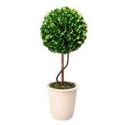 Boxwood Topiary Tall image
