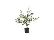 Olive Plastic In Pot Plant image