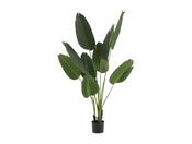 Sterlitzia Synthetic Green Plant image