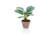 Calathea Orbifolia in Terracotta Pot 32cm image