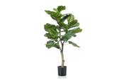 Ficus Lyrata Plant 90cm