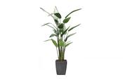 Heliconia Plant 125cm image