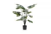 Monstera Plant 80cm image