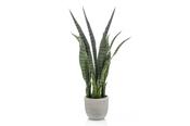 Sansevieria Plant 65cm image