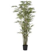 Green Stem Bamboo Tree in (Black) Plastic Pot