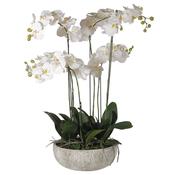 White Orchid in Stone-Look Bowl
