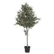 Natural Large Olive Topiary Tree