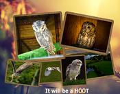 Owl Experience Voucher