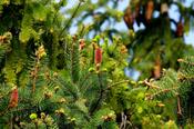Abies pectinata