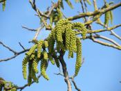 Juglans Regia