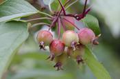 Malus Silvestris