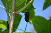 Morus Nigra