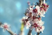 Prunus Amigdalus