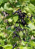 Ribes Nigrum image