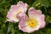 Rosa Canina