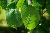 Ulmus Campestris