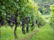 Vitis Vinifera