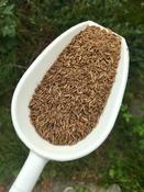 Caraway