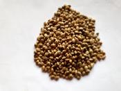 Hemp seed
