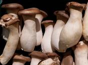 Mushrooms image