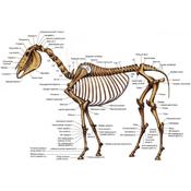 PAIN MEASUREMENT, find out where your horse has discomfort