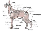 Canine pain measurement