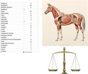 Organ balance check Equine