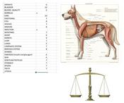 Organ balance check Canine