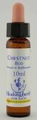 Chestnut Bud Healing Herbs - Bach Flower Remedy