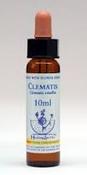 Clematis Healing Herbs - Bach Flower Remedy