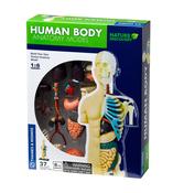 Thames &amp; Kosmos Human Body Anatomy Model