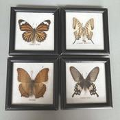 Butterfly Taxiderm