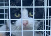 Trap Neuter Return (TNR)