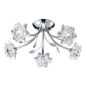 Bellis-9285-5 image