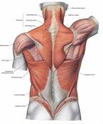 Introduction to Anatomy and Physiology image
