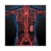 Advanced Lymphatic and Fluid Flow for Detox and Pain Relief