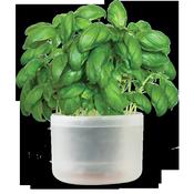 Single self watering planter (pack of 2)