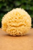 Three Hills Natural Sea Sponge image