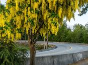 Tree- Laburnum Vossii