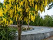 Tree- Laburnum Vossii image