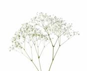 Baby’s Breath