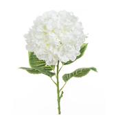 Hydrangea Long Stem Large Head