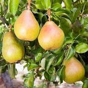 Trees Pear Doyenne du Comice