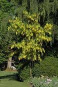 Tree- Laburnum Vossii image